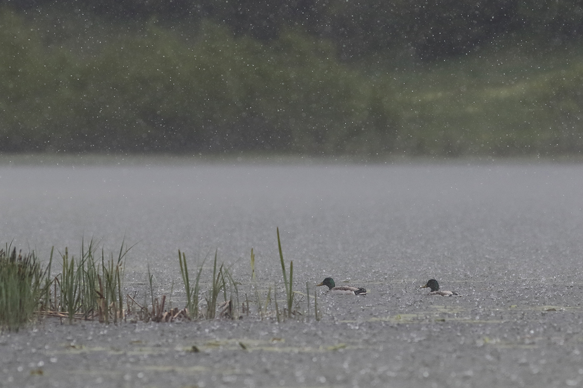 pluie lamoura lac