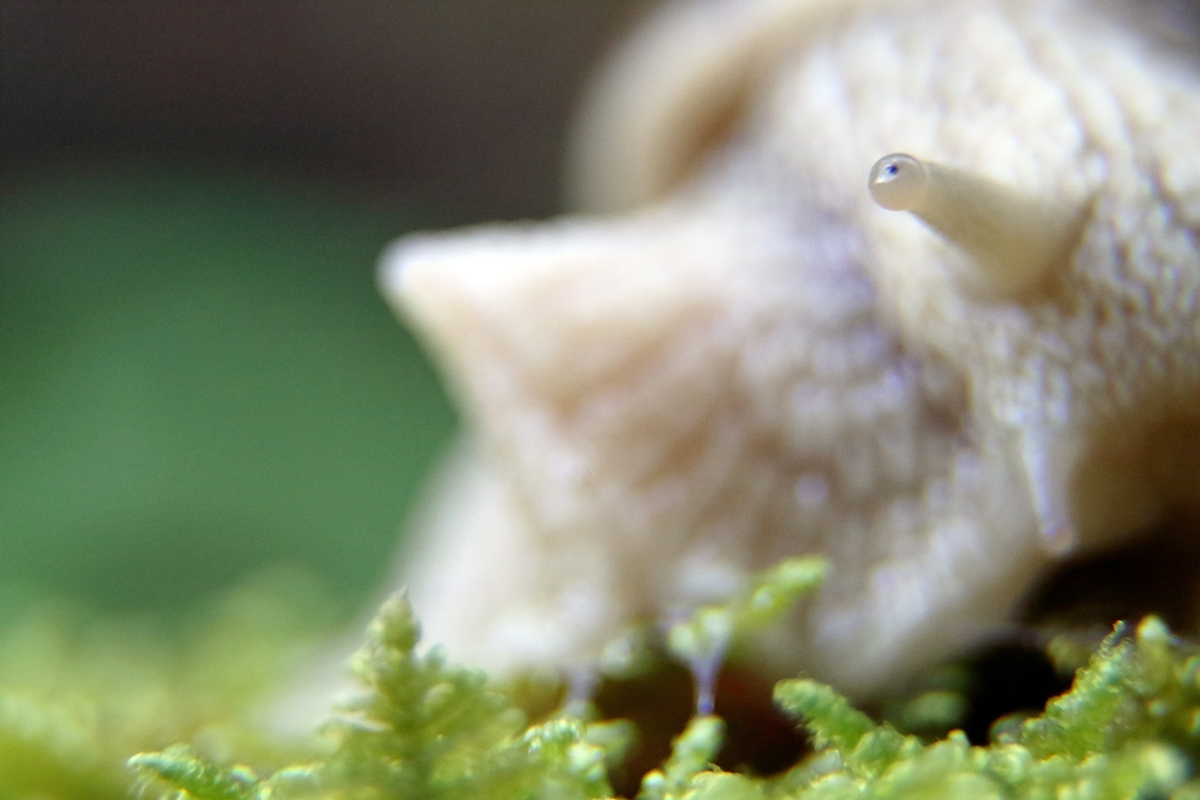 escargot de bourgogne macro arbez