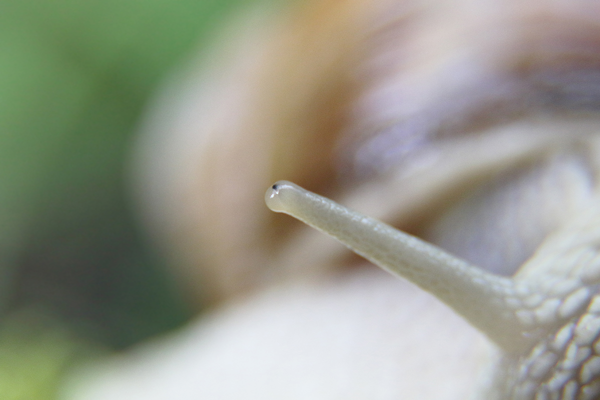 escargot de bourgogne macro arbez