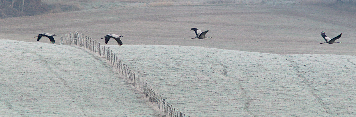 grues montier en der