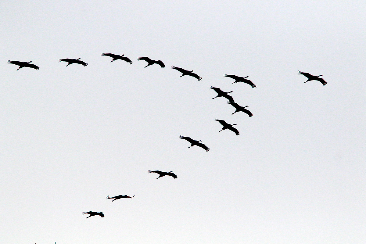 grues montier en der