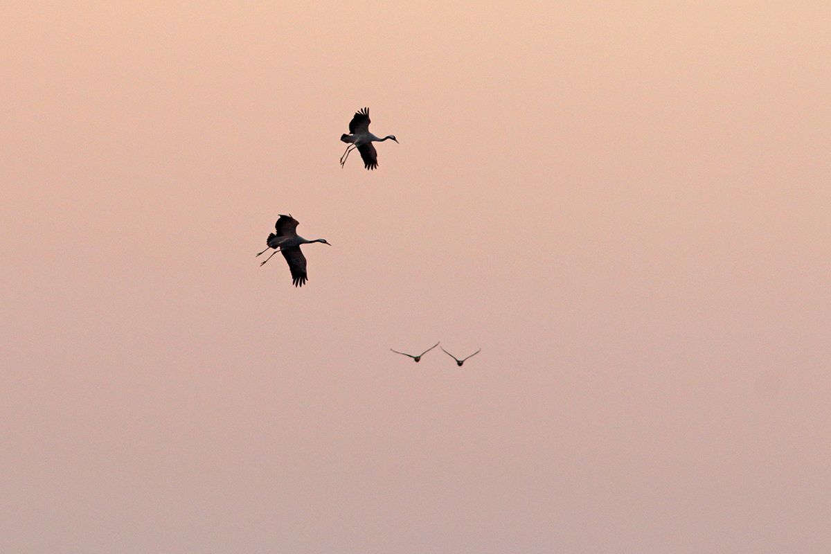 grues montier en der