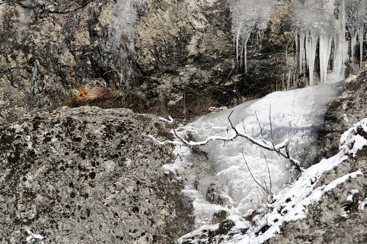 renards rut hiver glace