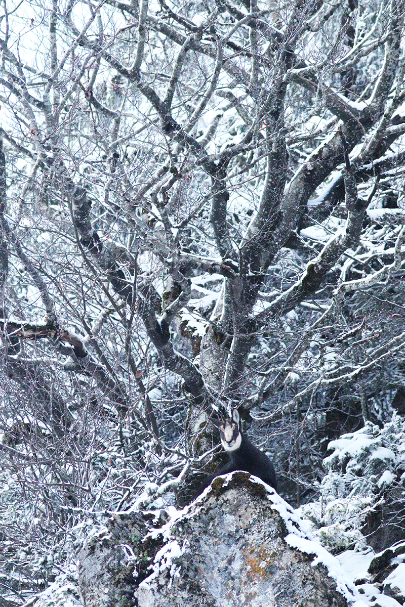 chamois neige