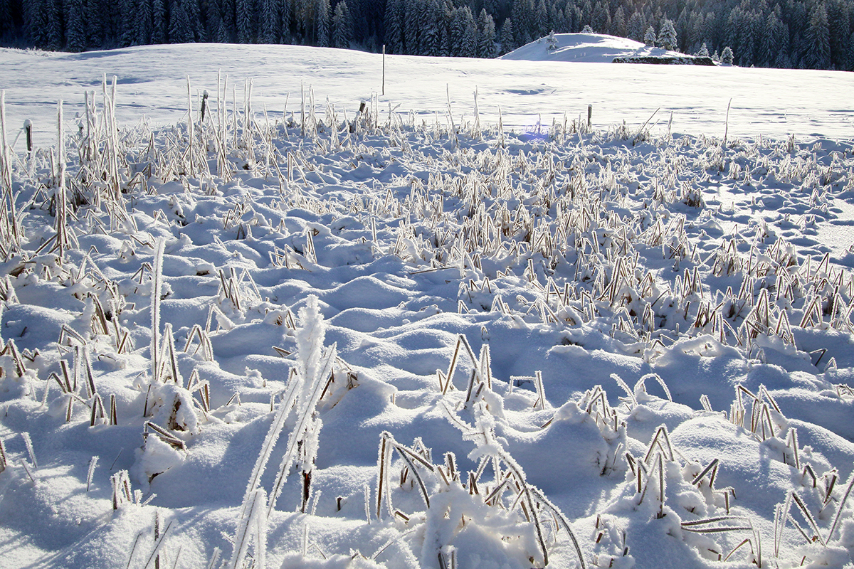 neige bellecombe