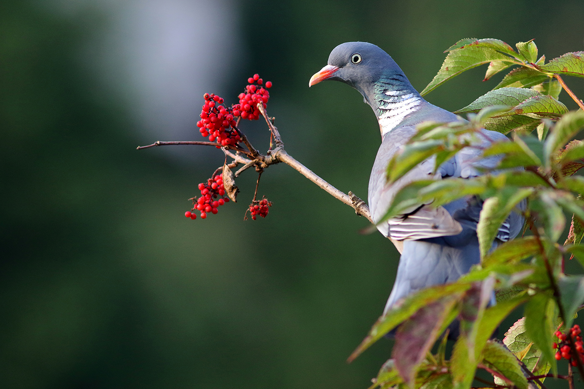 pigeon ramier jura