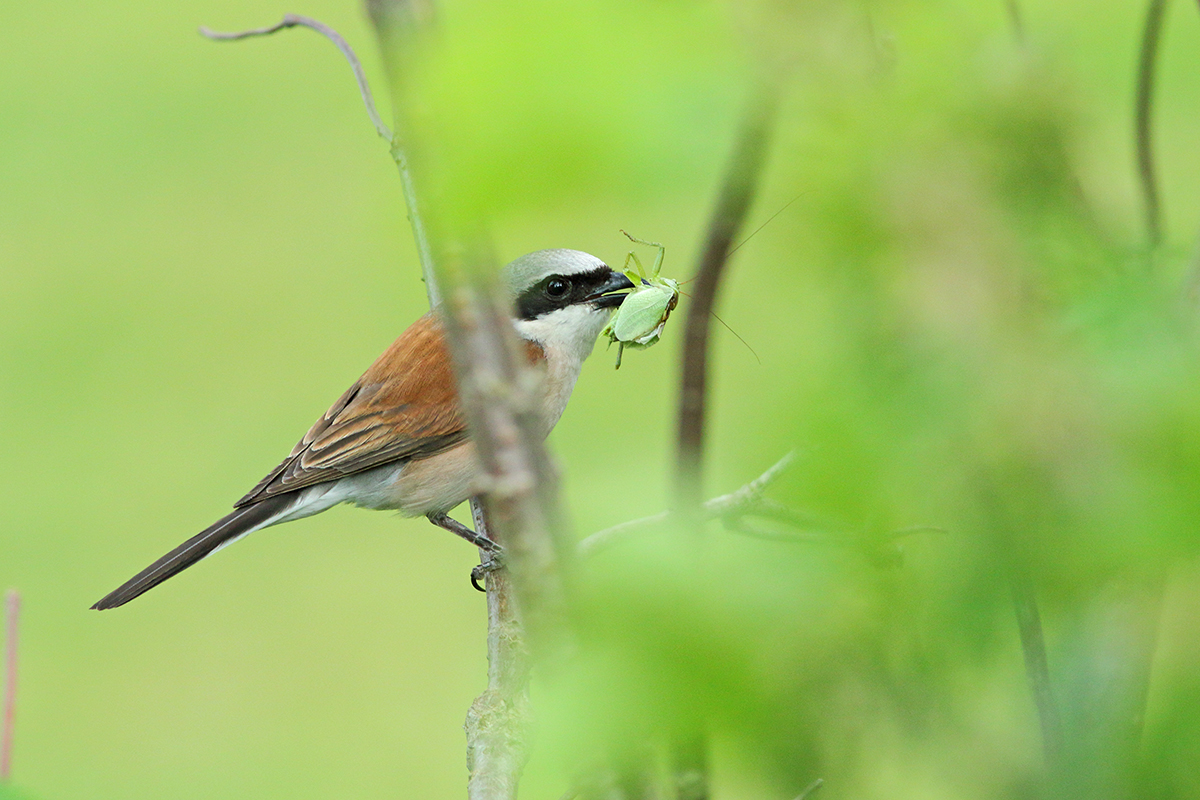 pie-grièeche écorcheur jura