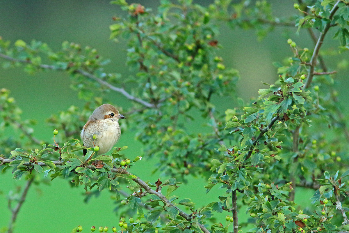 pie-grièeche écorcheur jura