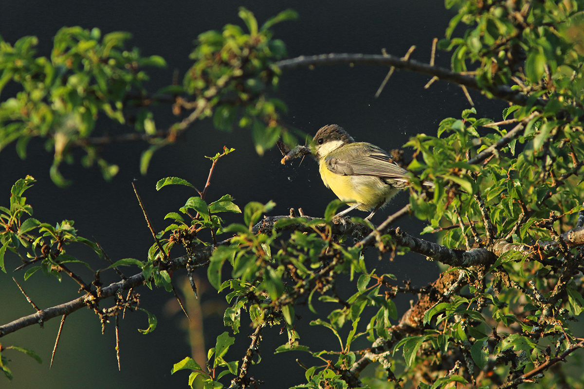 mésange mange morosphinx