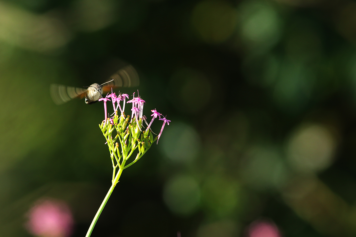 moro-sphinx jura