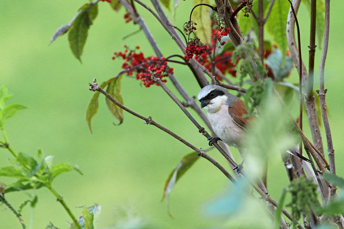 pie-grièeche écorcheur jura