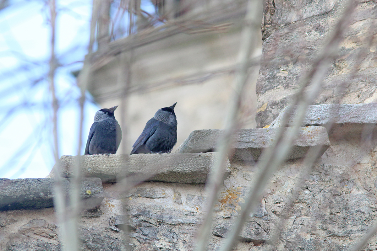 choucas des tours