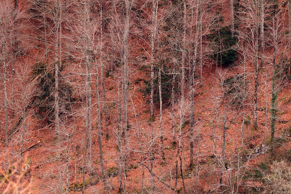 forêt jurassienne