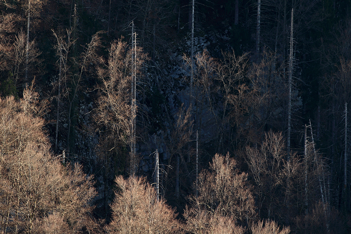 forêt jurassienne