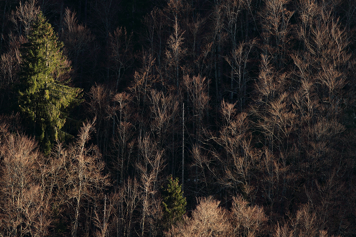 forêt jurassienne