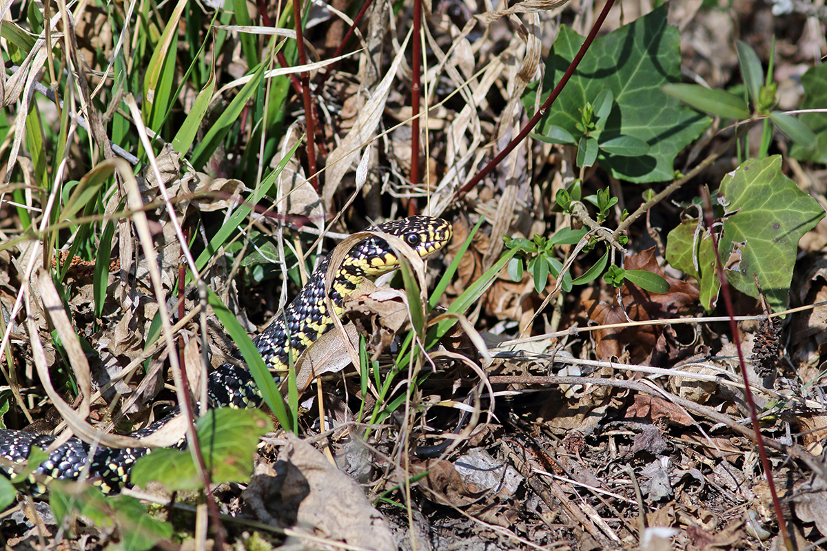 couleuvre verte et jaune