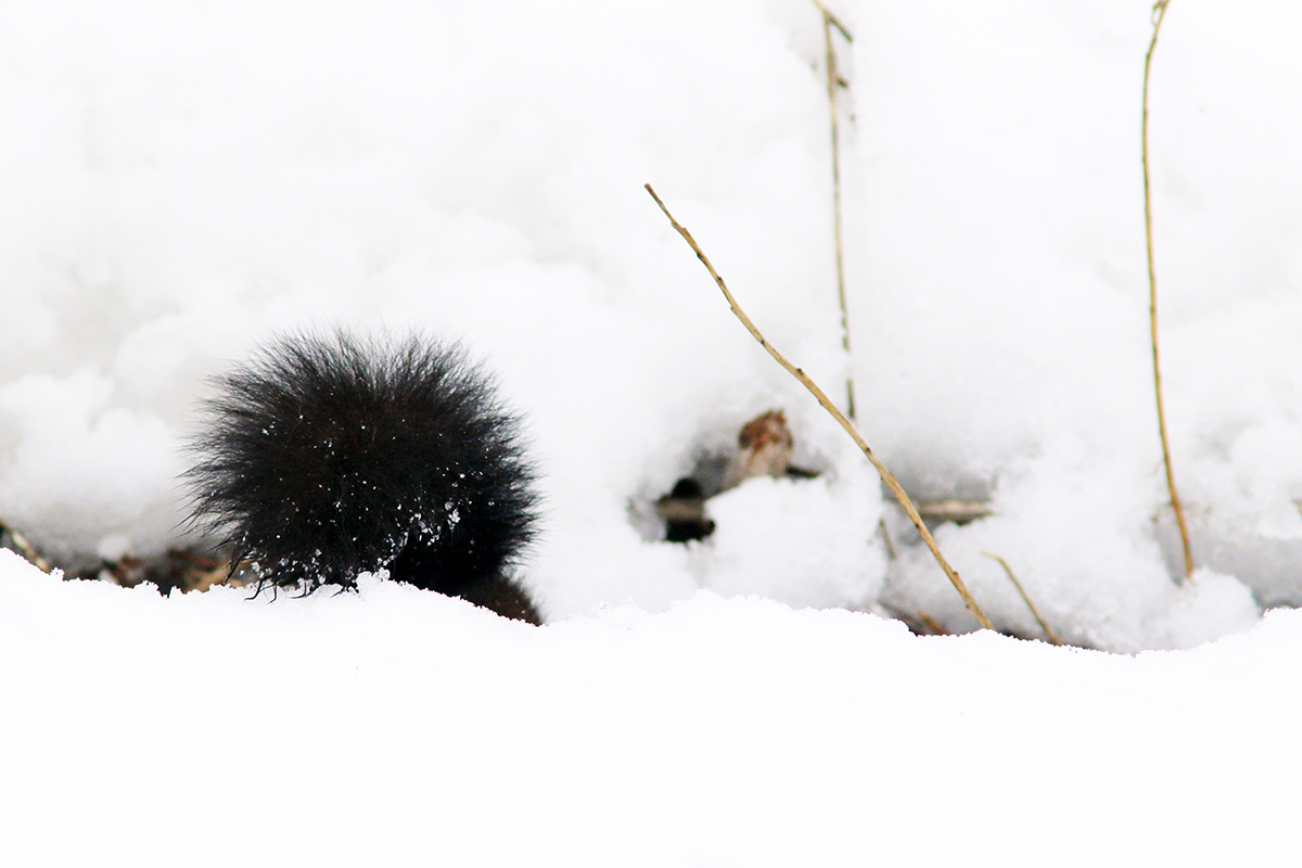 ecureuil neige