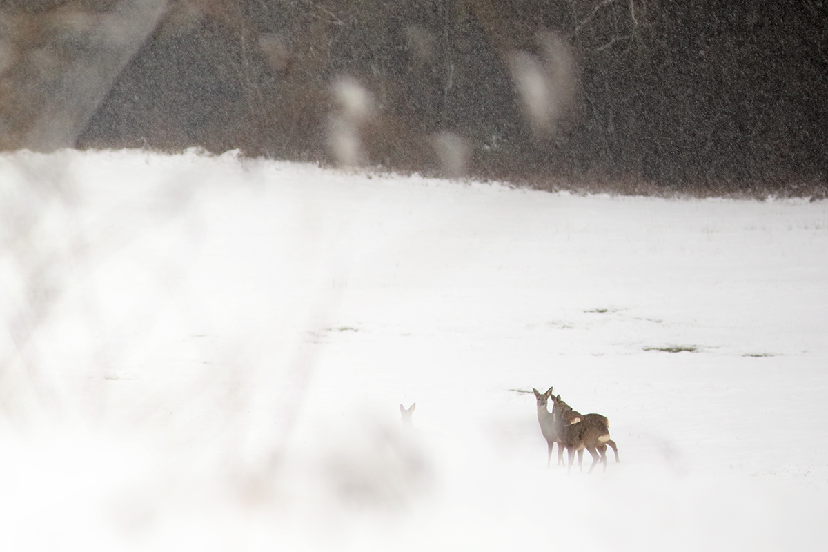 chevreuils hiver jura