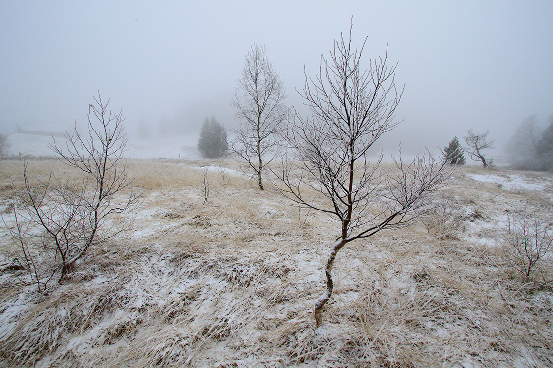 tourbière hiver