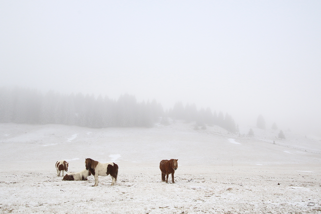 cheveaux hiver