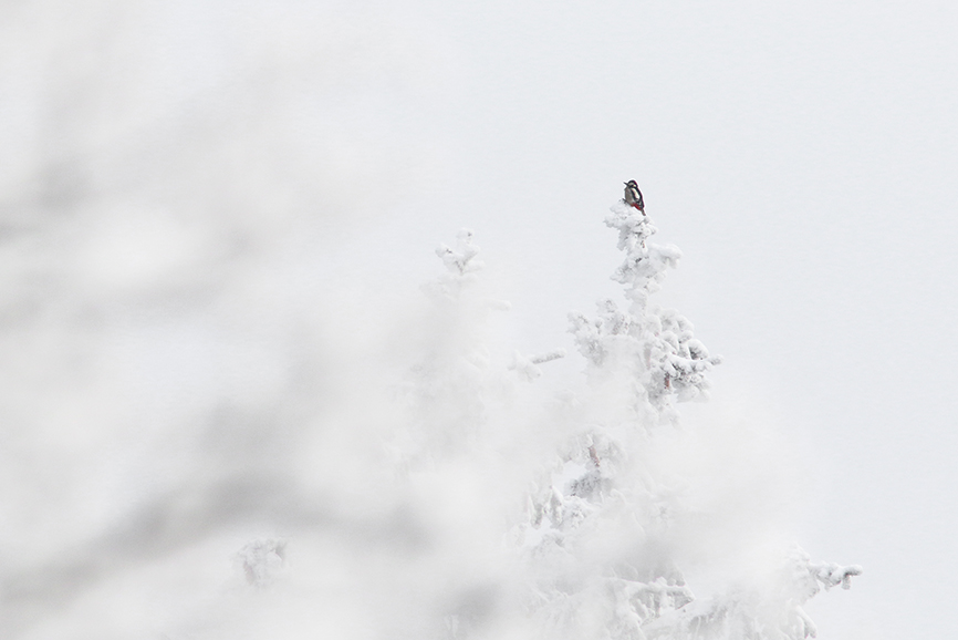 pic épeiche hiver