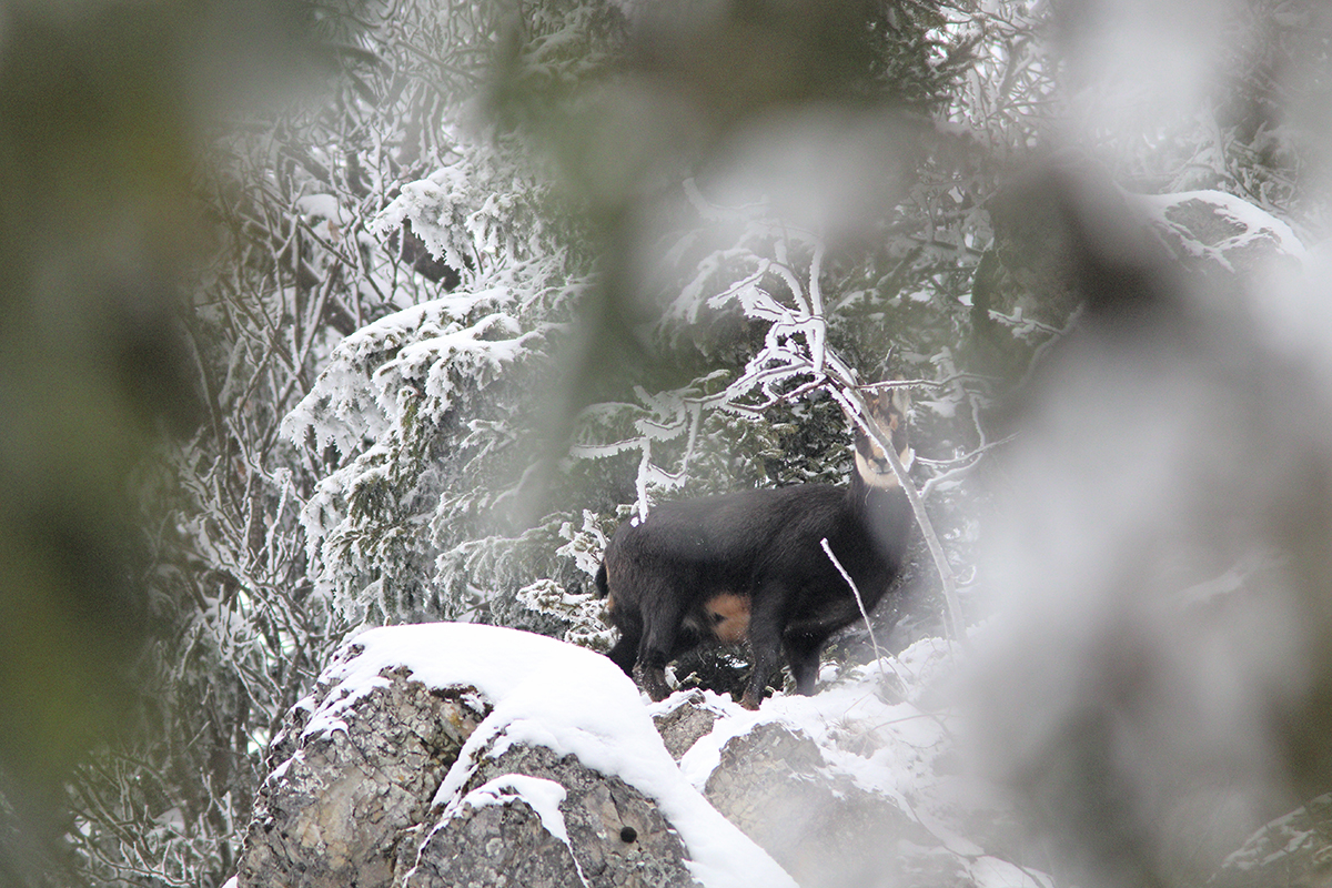 chamois neige