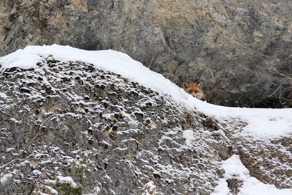 renards rut hiver glace