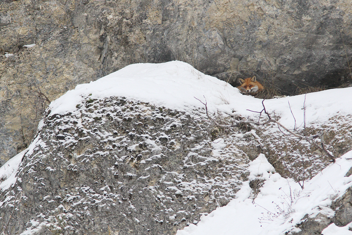 renards rut hiver glace