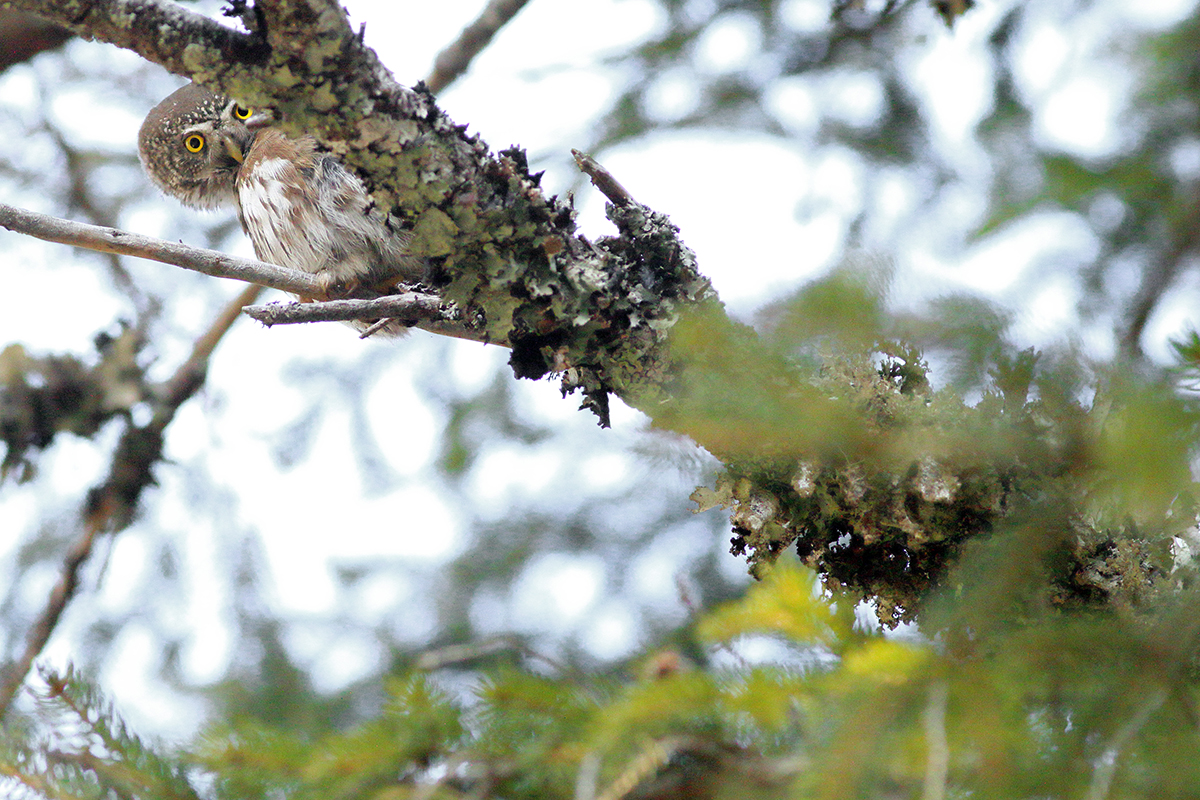 chouette chevêchette jura