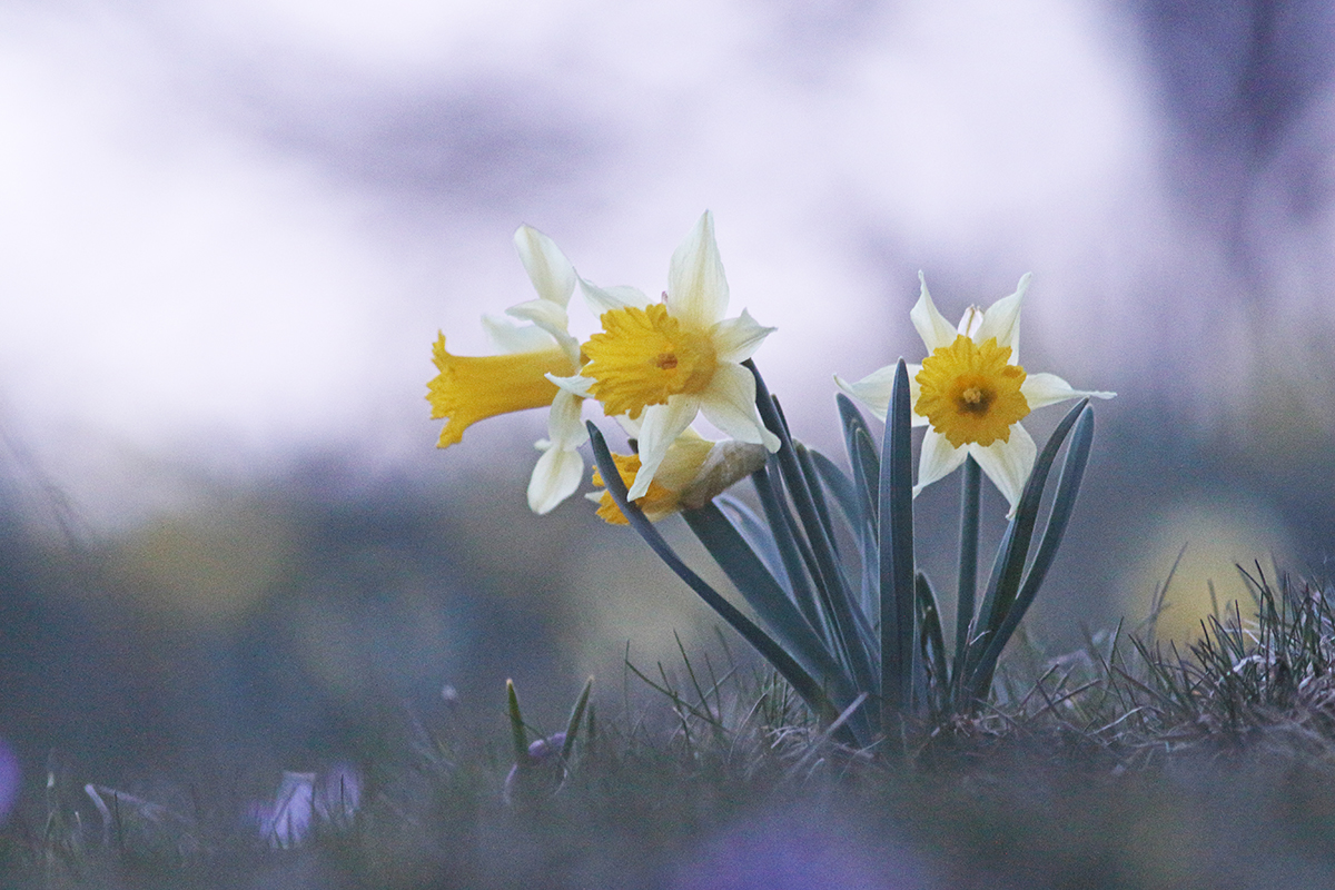 jonquilles jura