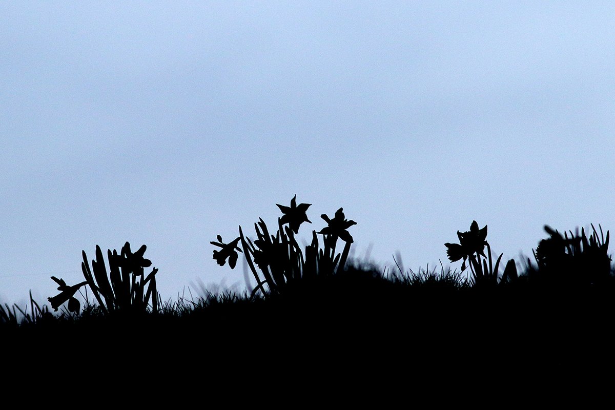 jonquilles jura