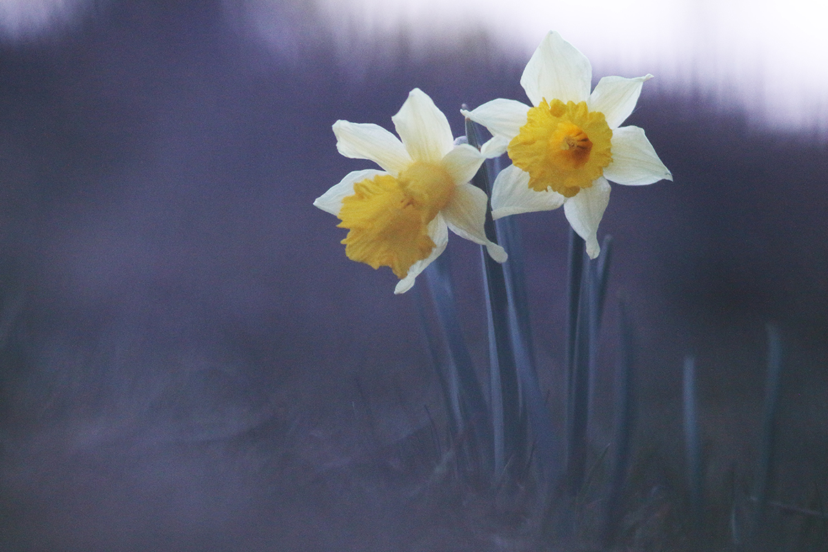 jonquilles jura