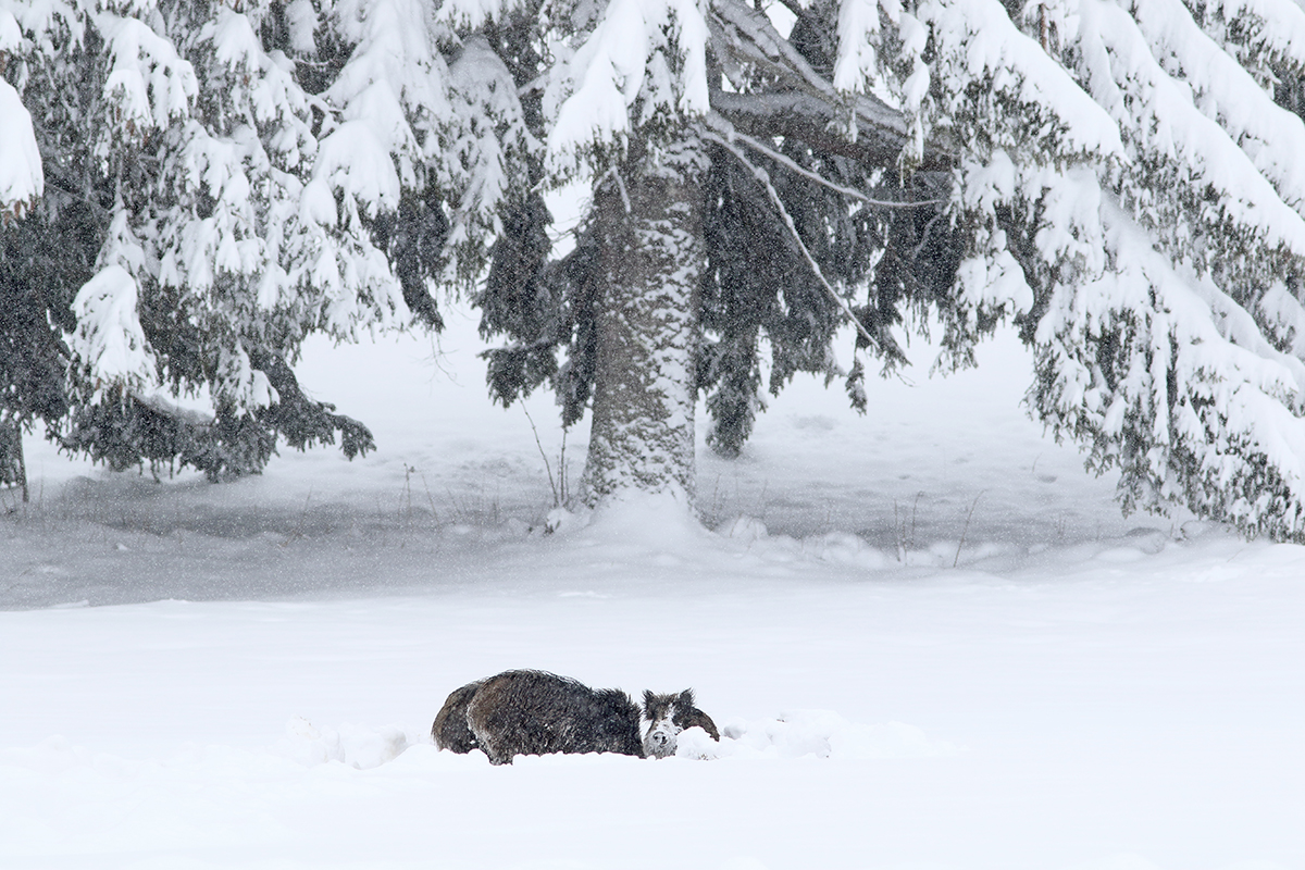 sangliers dans la neige