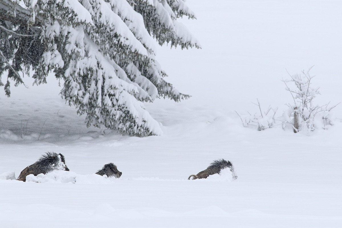 sangliers dans la neige