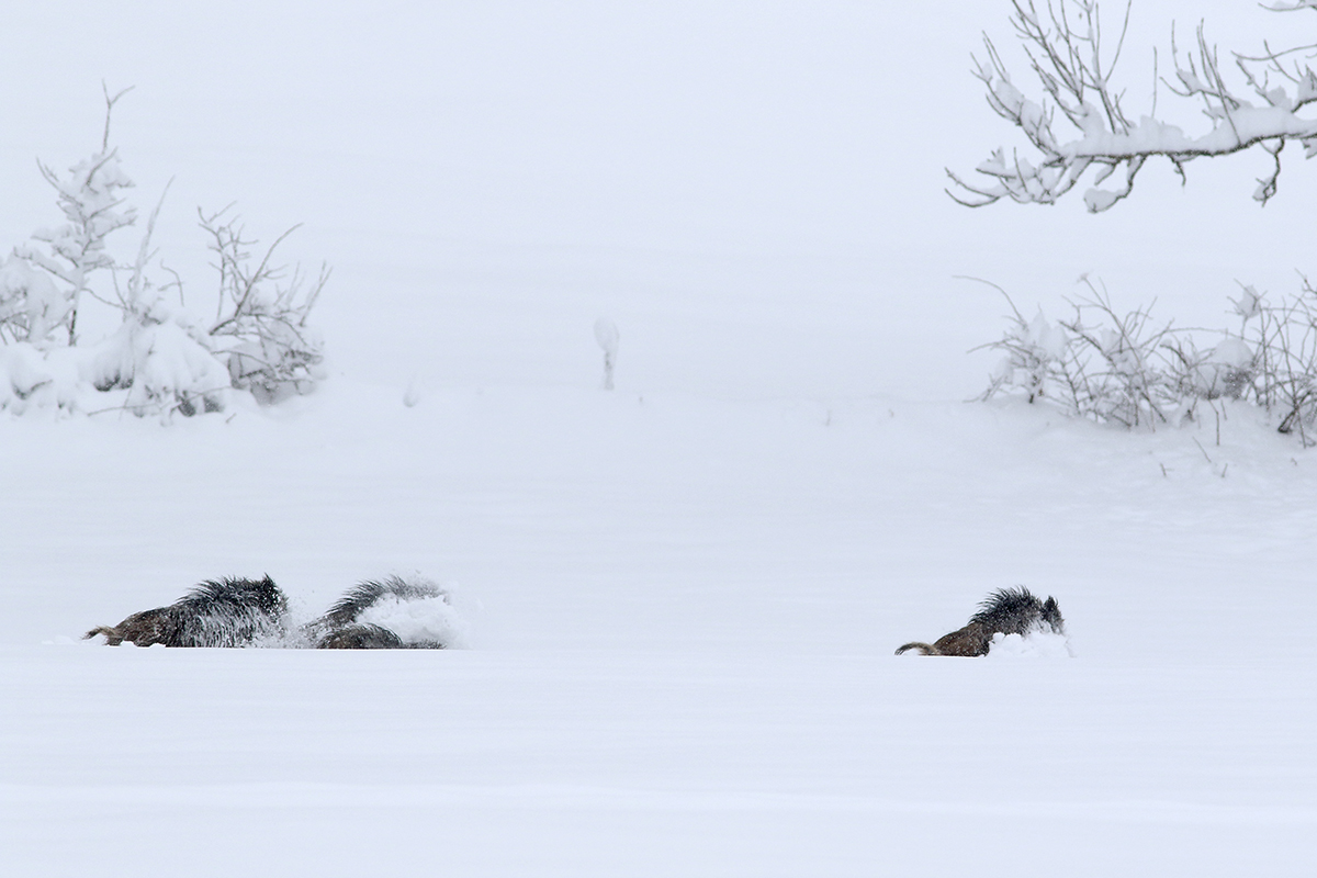 sangliers dans la neige