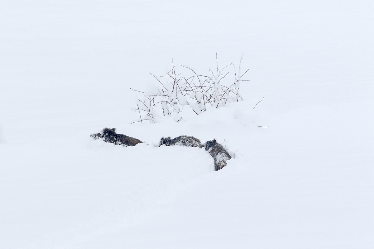 sangliers dans la neige