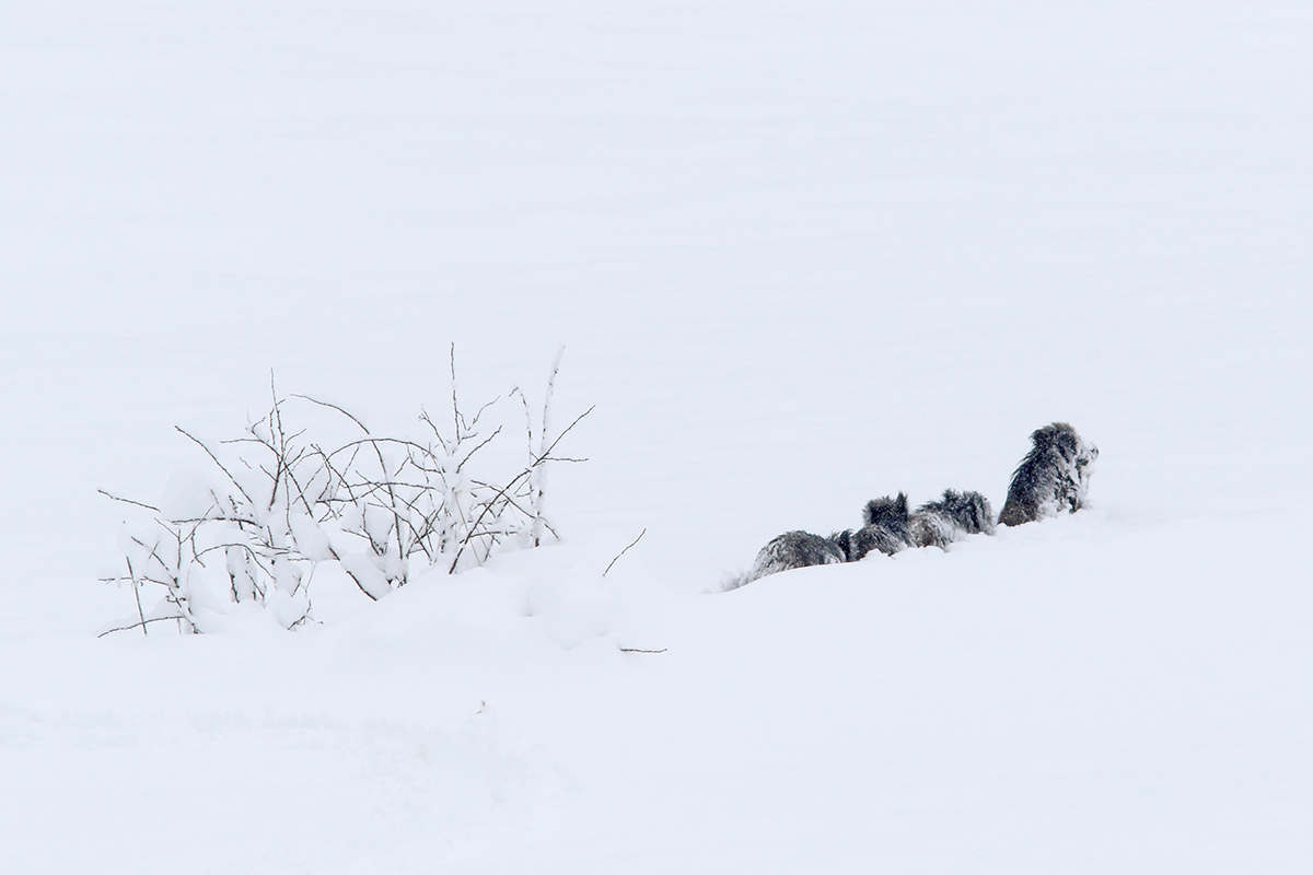 sangliers dans la neige