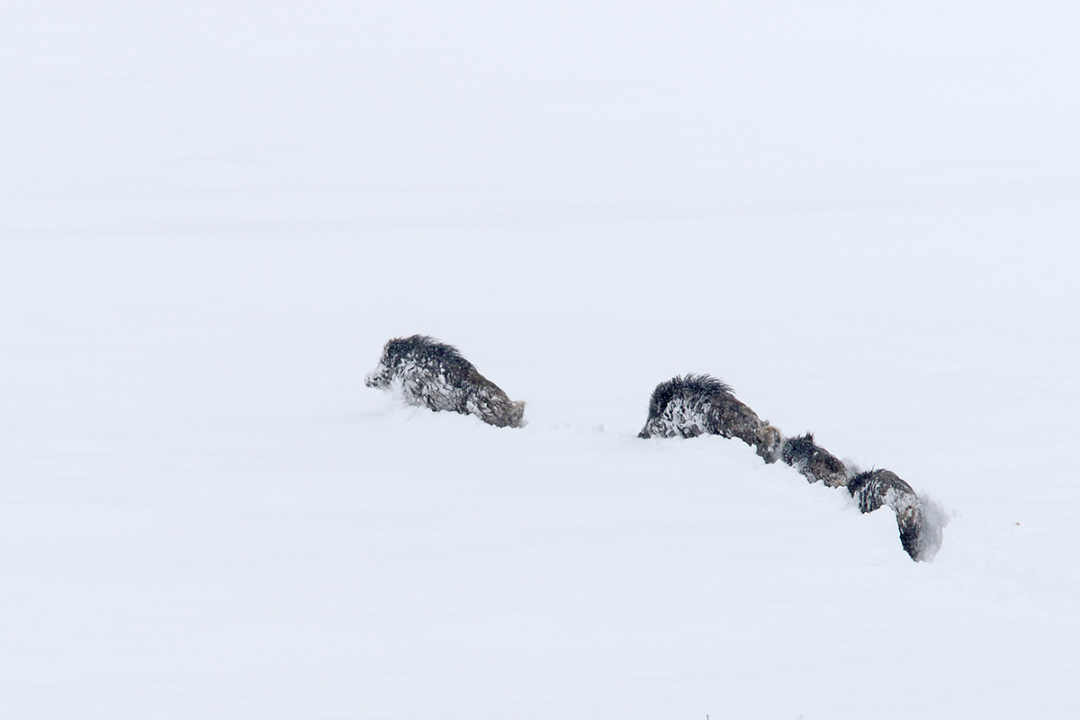 sangliers dans la neige