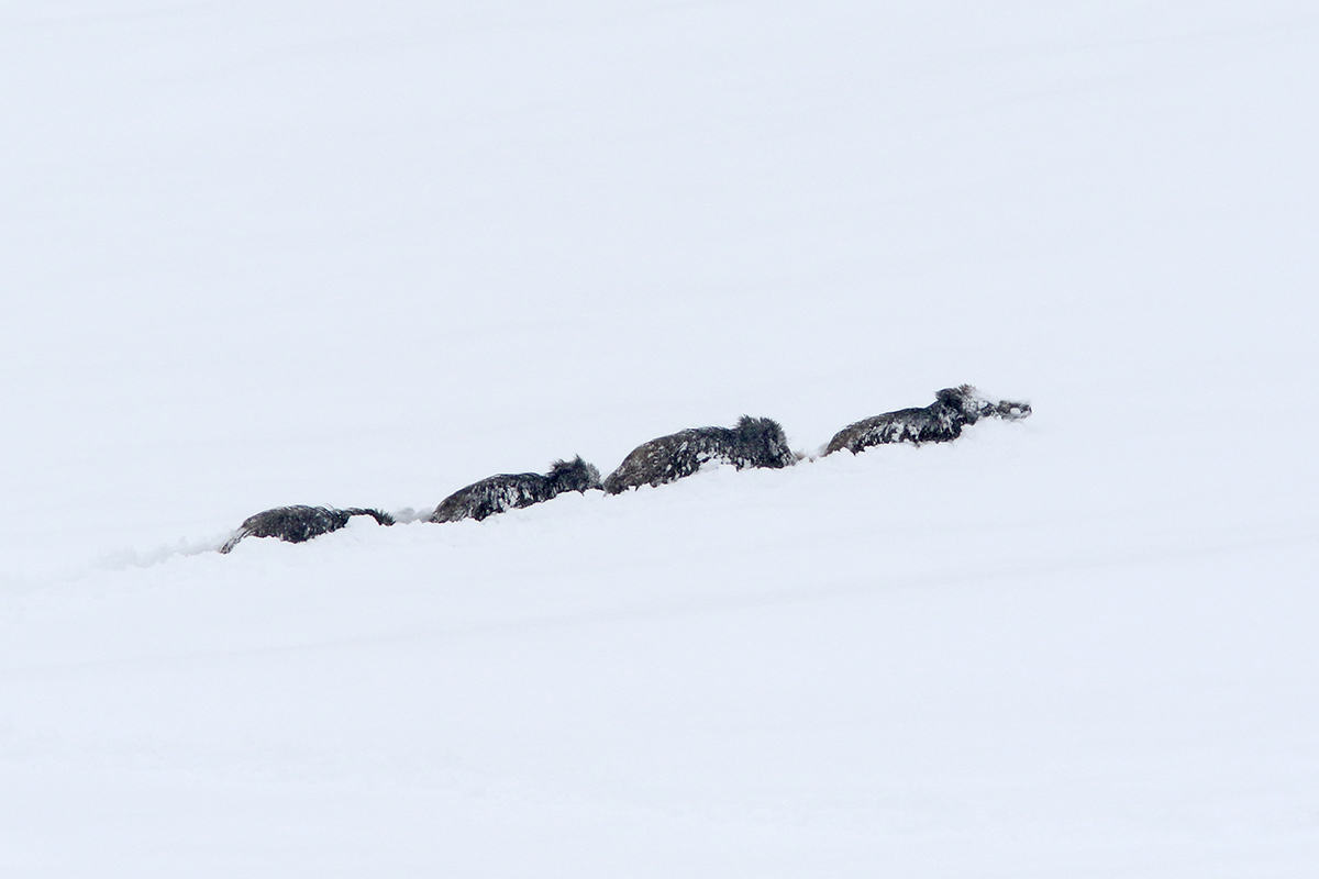 sangliers dans la neige