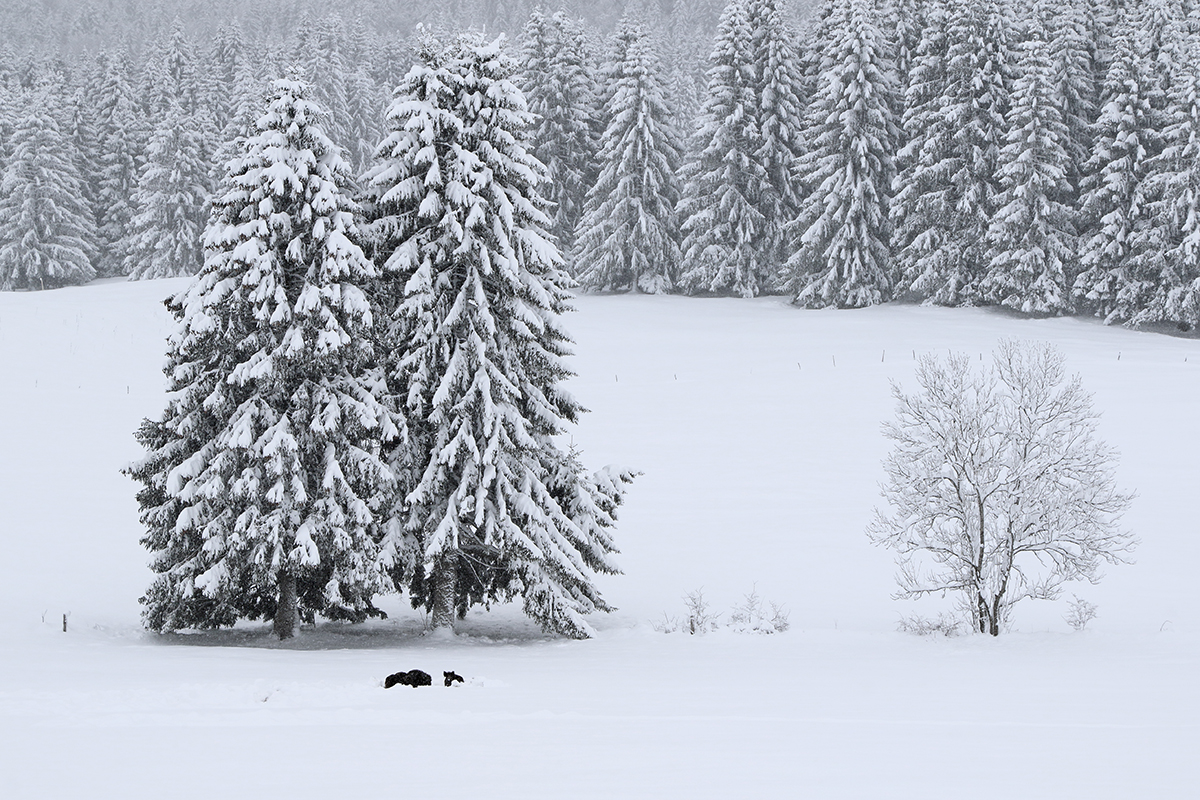 sangliers dans la neige