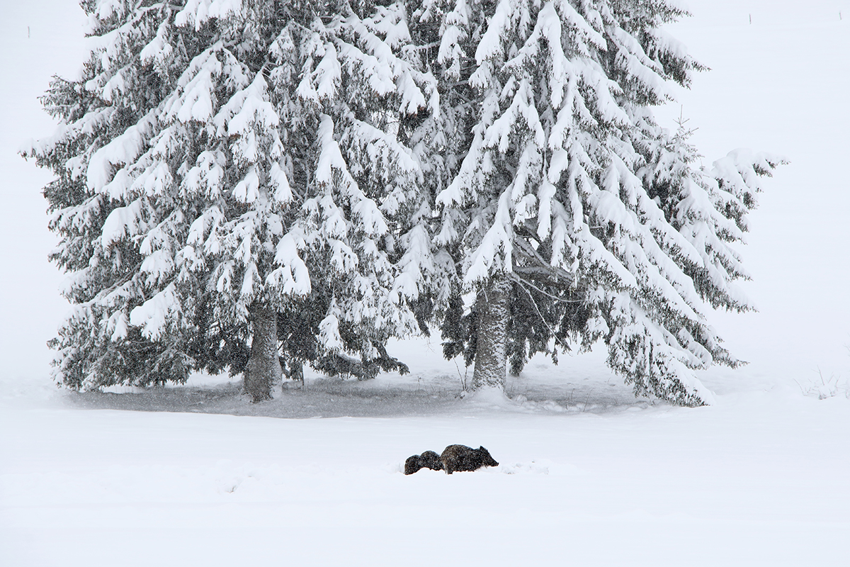 sangliers dans la neige