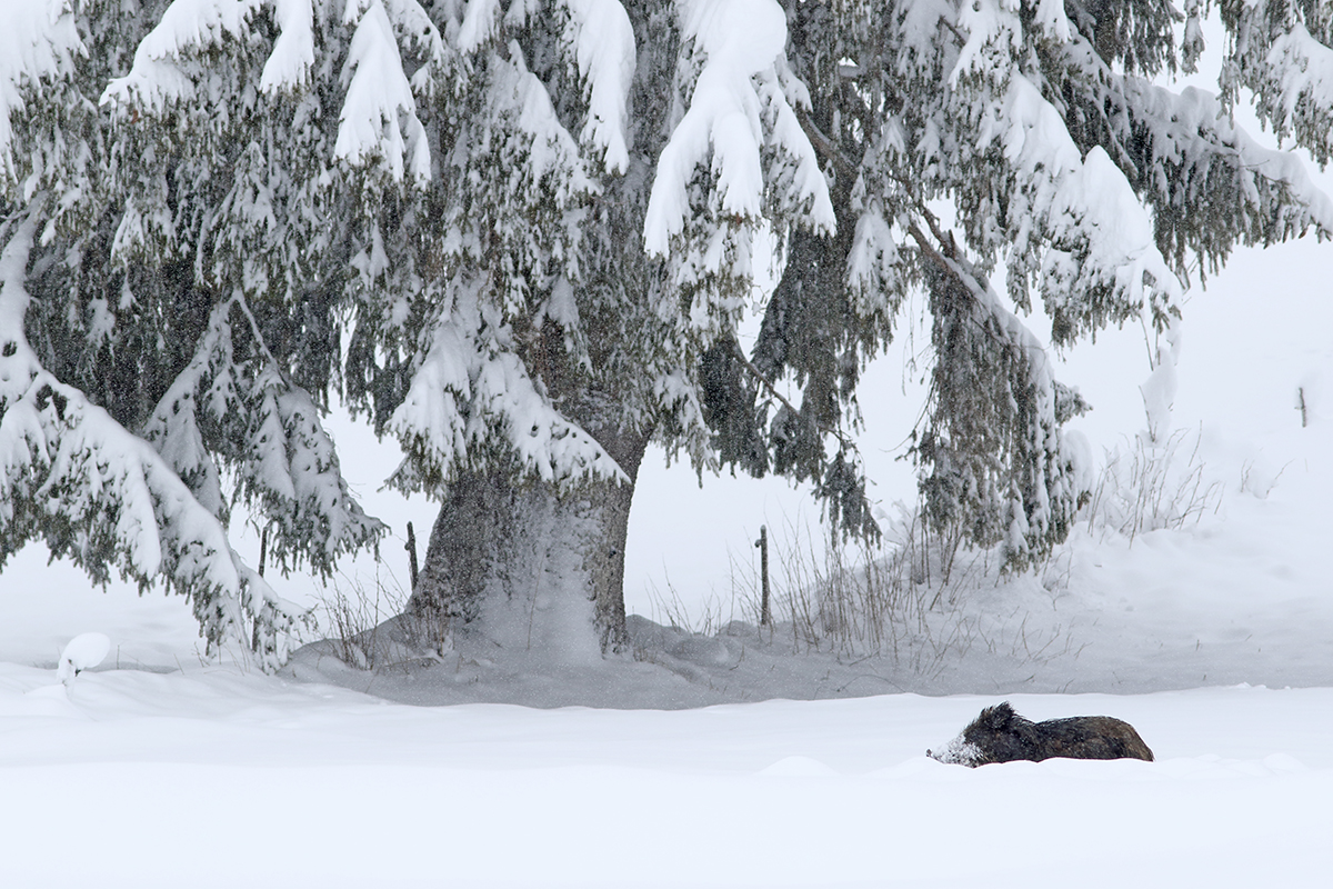 sangliers dans la neige