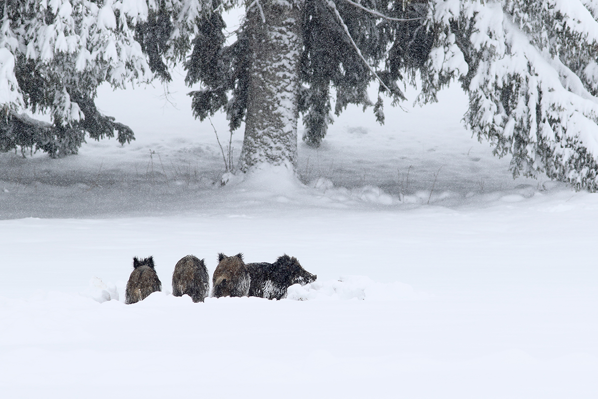 sangliers dans la neige