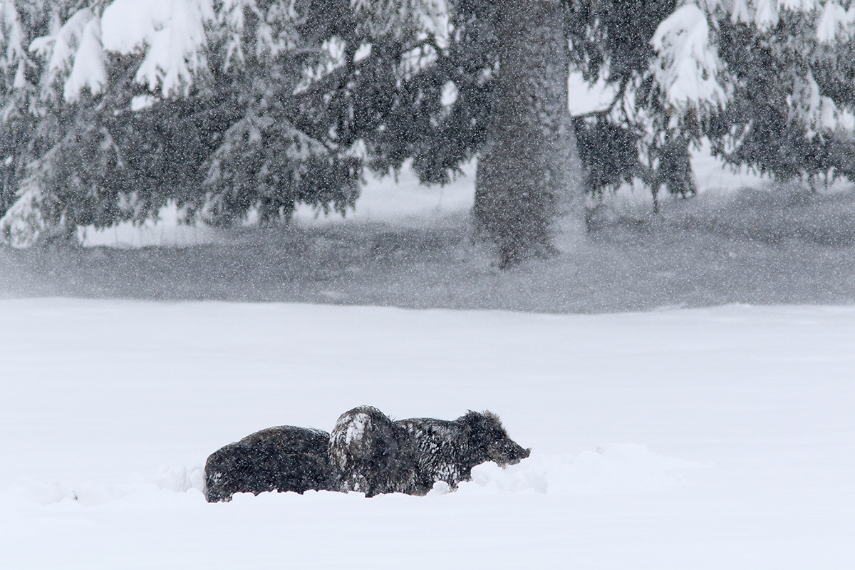 sangliers dans la neige