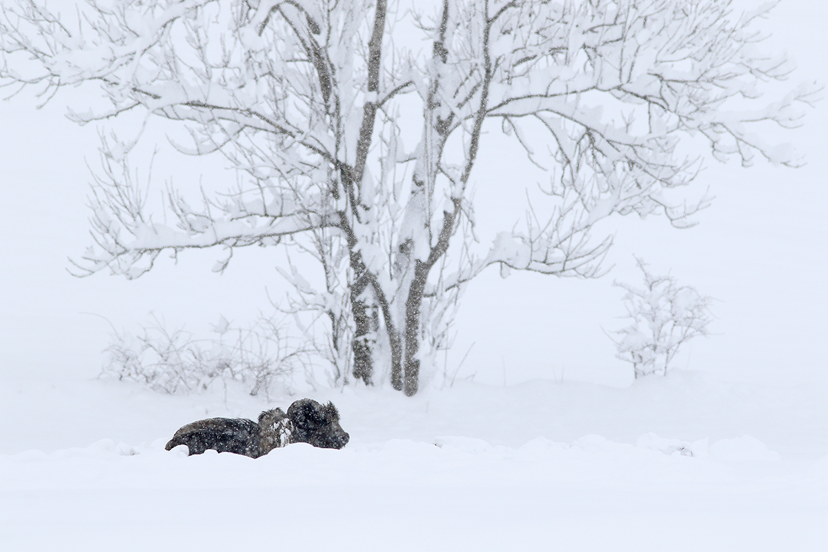 sangliers dans la neige