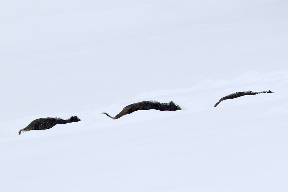 sangliers dans la neige