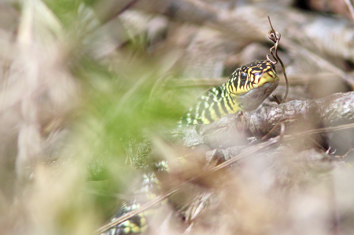 couleuvre verte et jaune