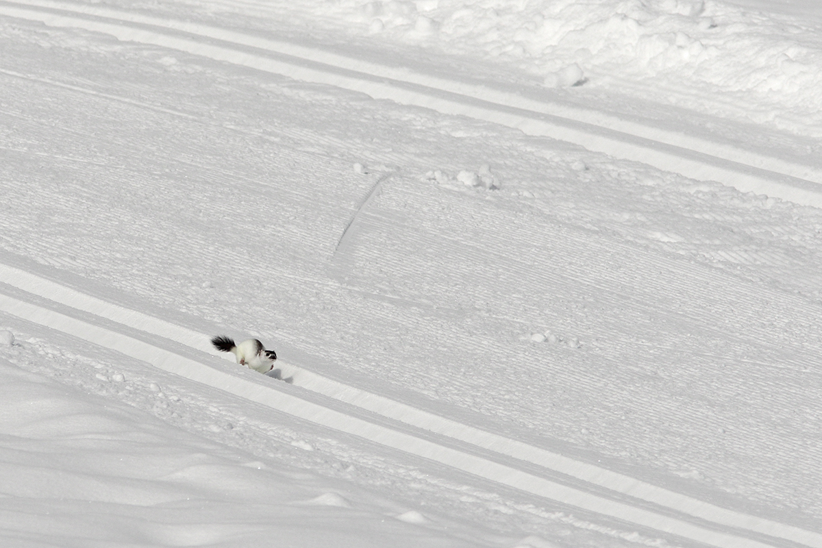 hermine en ski