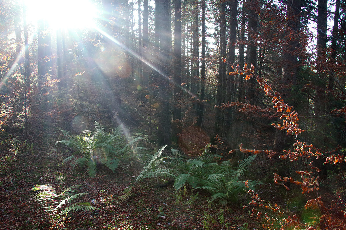 paysages automne