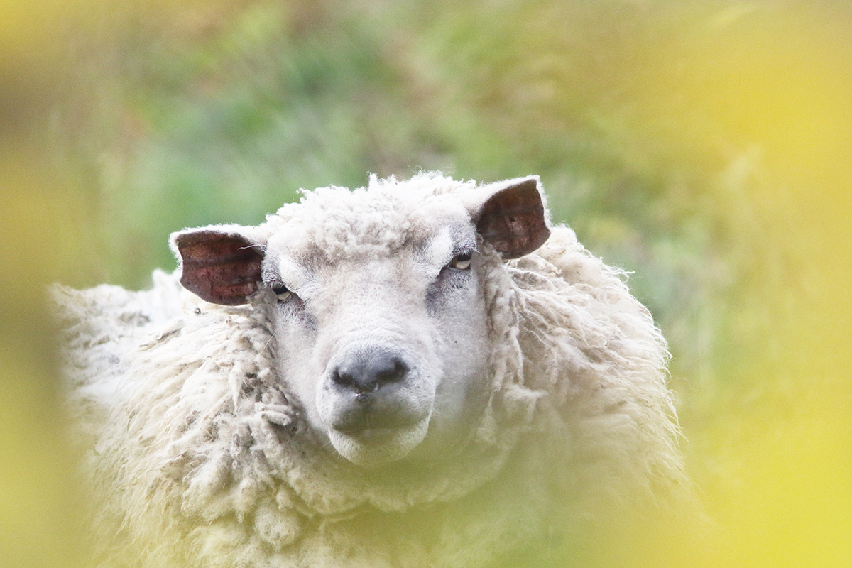 moutons automne jura